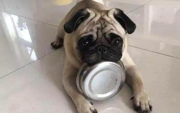 狗狗身上长疙瘩像痘痘怎么办