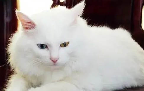 非洲狮子猫太瘦了是什么原因