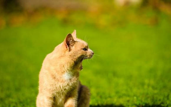 如何阻止公猫半夜嚎叫
