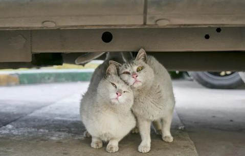猫猫口腔疾病有哪些