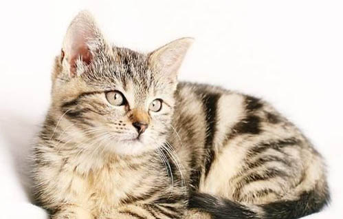请问猫咪呕吐的原因及处理方法?