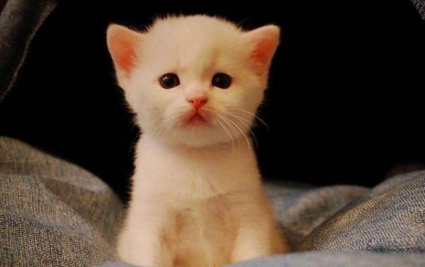 两个月的小猫能吃肉吗