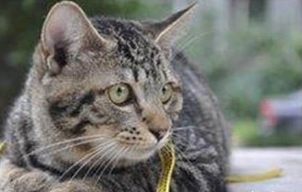流浪猫怎么做绝育