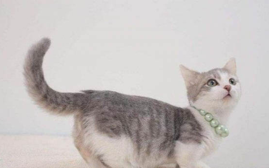小猫弓背在人身边蹭的原因