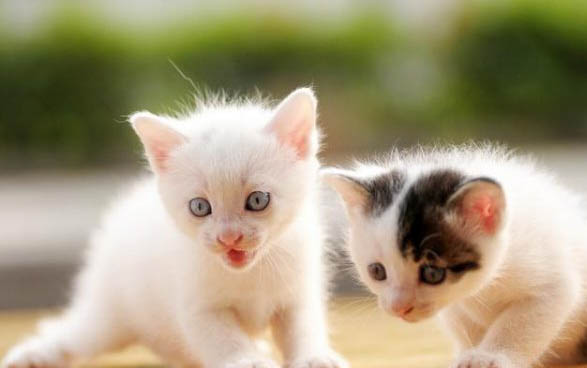 猫咪主动进笼子睡咋办