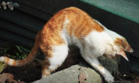 猫咪为什么一直吐白沫怎么治