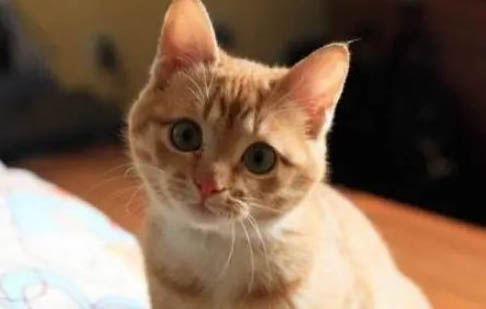 猫咪可以吃头孢消炎吗