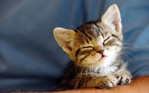 2个月小猫一顿吃15粒猫粮
