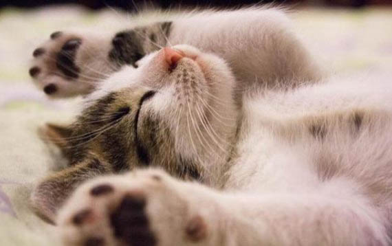 猫舔了一口巧克力会有事吗