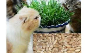猫咪胰腺炎康复期可以吃鱼肉吗