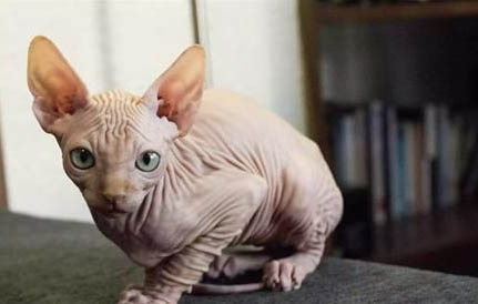 猫口嘴上挂粘液是什么原因