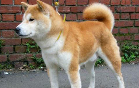 柴犬多大成年?