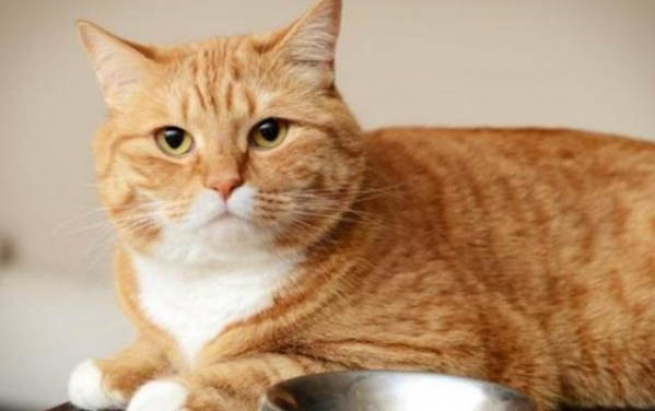 请问猫咪呕吐的原因及处理方法？