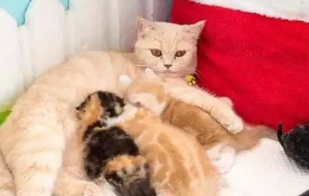 猫咪不吃鱼怎么回事