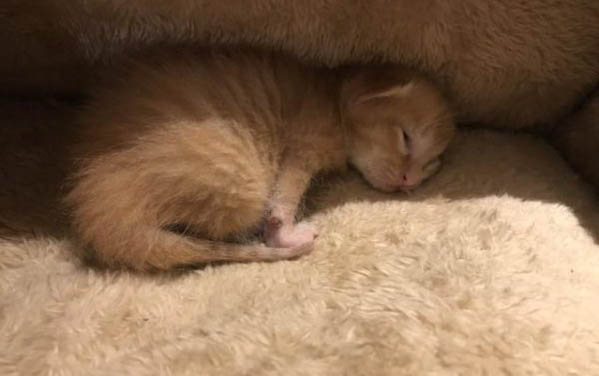 猫几个月可以做体内驱虫