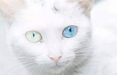 如何照顾异瞳猫