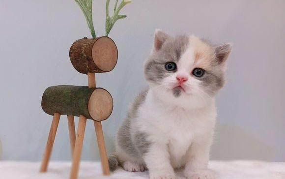 请问猫咪呕吐的原因及处理方法?