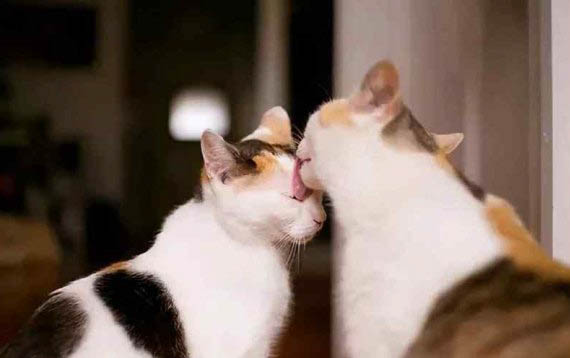 猫咪耳朵为什么