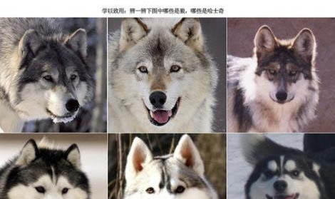 哈士奇适合什么宠物玩具