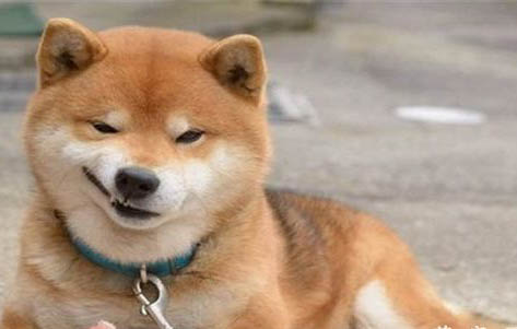 柴犬和哈士奇哪个好养
