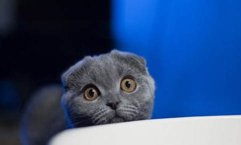 猫可以吃香蕉吗？