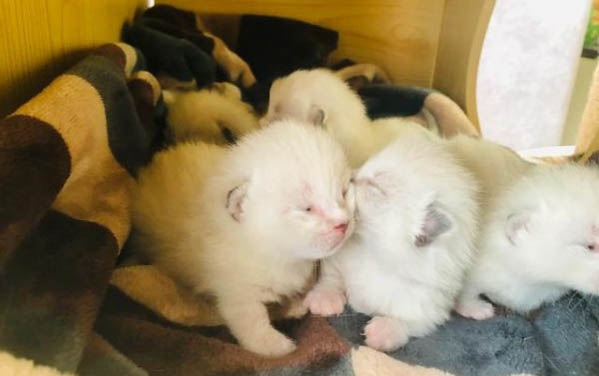 猫可以吃熟的鸡蛋白吗