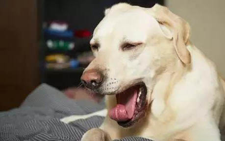 狗狗后腿骨折能自愈吗