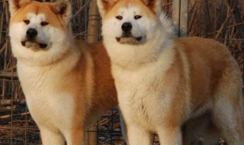 日本秋田犬产后十天可以洗澡吗