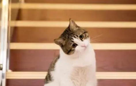 如何应对猫咪撒狗粮的问题