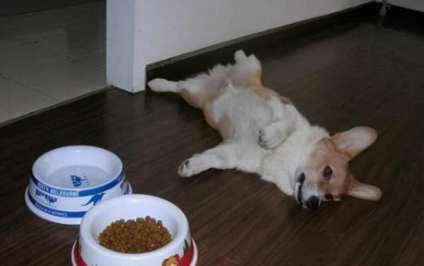 k9狗粮为什么那么贵