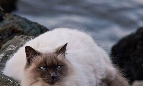 猫咪吃草呕吐怎么办