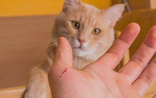 猫三联可以在不同的地方打吗
