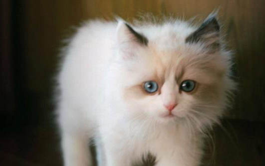洗面奶可以代替猫咪沐浴露吗