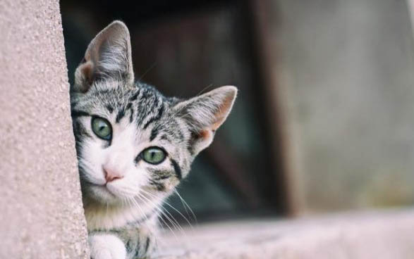 猫咪去新家后要多久才会认人