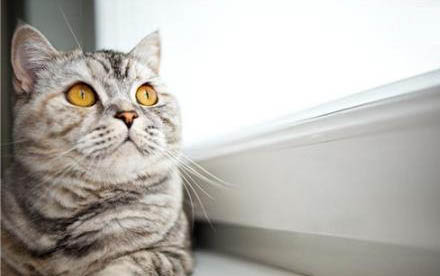 2个月幼猫猫癣治疗方法