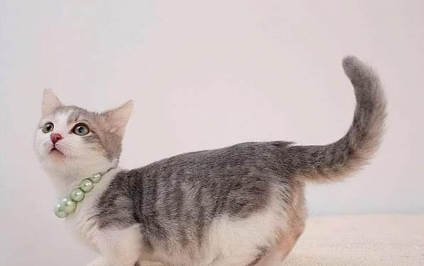 饲养猫咪需要注意哪些事项