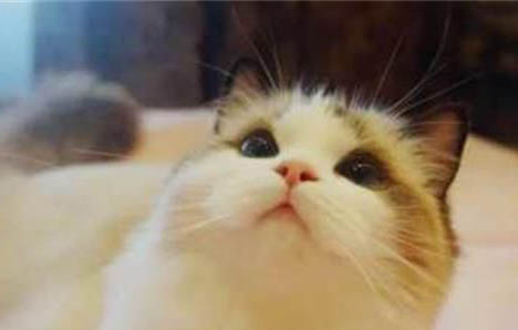 高雅洋气点的布偶猫名字有哪些