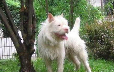 贵州下司犬幼崽出售市场