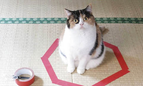 猫咪呕吐拉稀不怎么吃东西正常吗