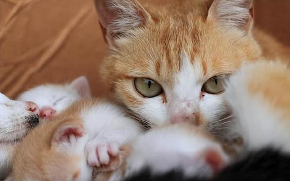 如何判断母猫要生了?