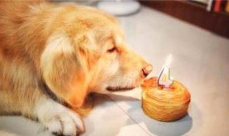 狗狗犬瘟后遗症点头还能活多久