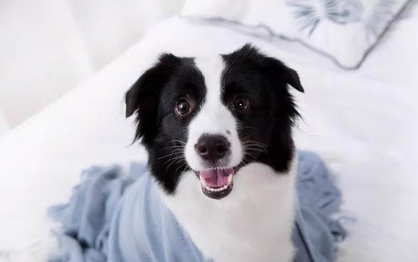 边牧犬多少钱一只幼崽