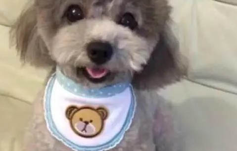 泰迪犬为什么会褪色