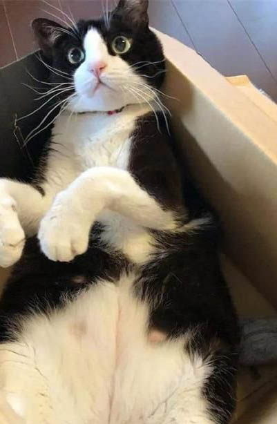 猫咪可以带回农村养吗