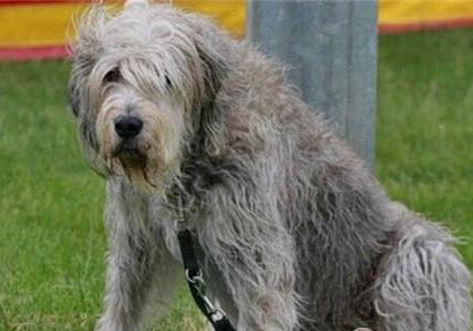 阿富汗猎犬身体发抖是啥原因