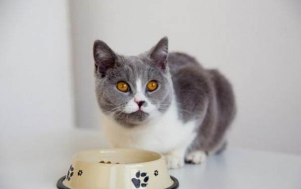 猫咪鼻支炎的症状