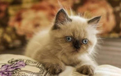 猫咪黑下巴会自愈吗
