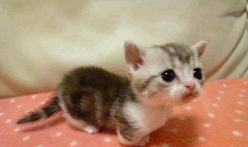 猫为什么会在床上拉尿？
