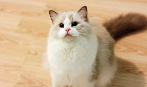 猫吐白沫有几种可能