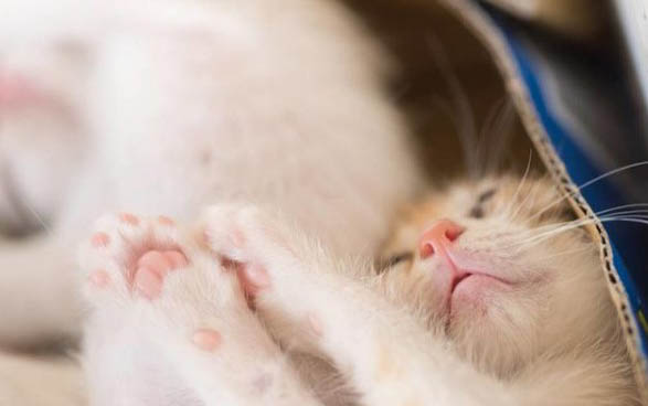 小猫咪感冒了打喷嚏怎么办